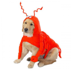 Casual Canine Lobster Paws Costume (size: medium)