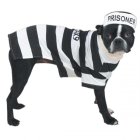 Casual Canine Prison Pooch Costume (size: XXL)